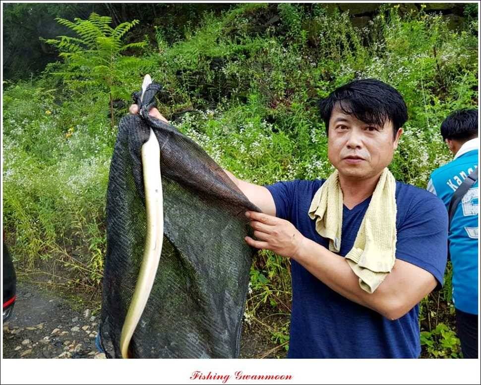 신매 43 cm노지 사짜늘푸른 장어화곡지 사짜 (조황조행기 - 특파원조황)