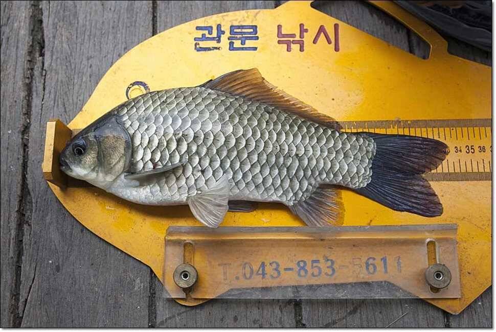 덕곡 사짜한버들신매 월척 (조황조행기 - 특파원조황)