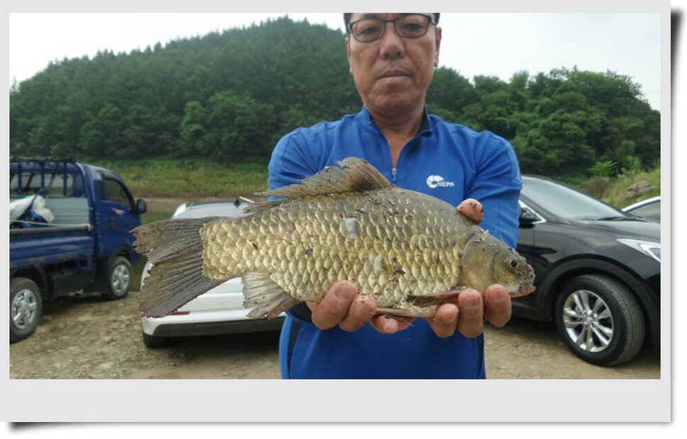 충주호 명서 4짜붕어 목벌 대물장어 (조황조행기 - 특파원조황)