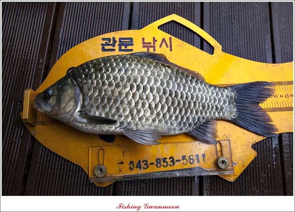 병호 사짜 윤 사짜 (조황조행기 - 특파원조황)