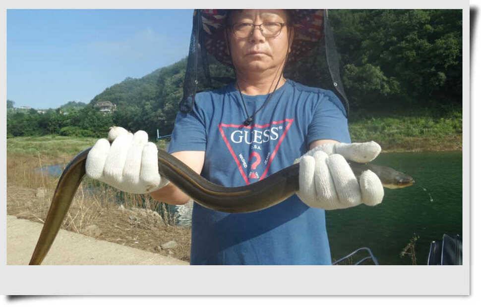 충주호 명서 4짜붕어 목벌 대물장어 (조황조행기 - 특파원조황)