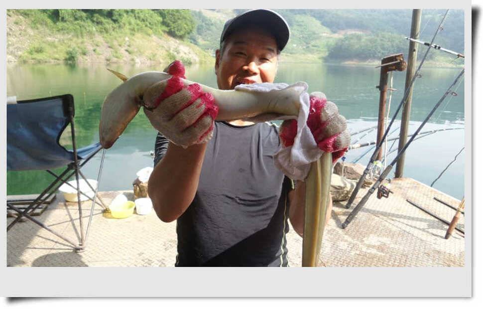 충주호 명서 4짜붕어 목벌 대물장어 (조황조행기 - 특파원조황)