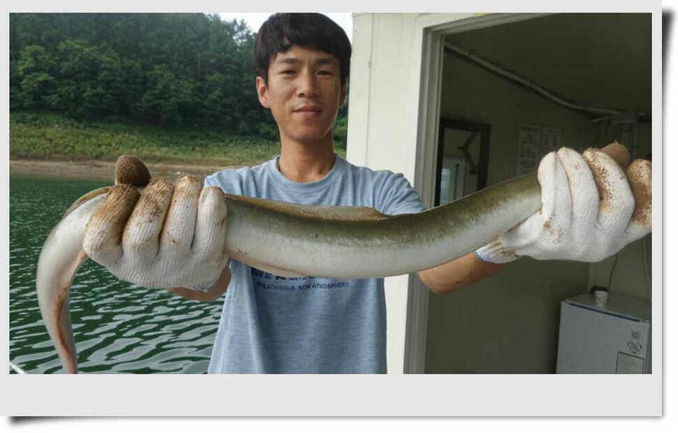 충주호 명서 4짜붕어 목벌 대물장어 (조황조행기 - 특파원조황)