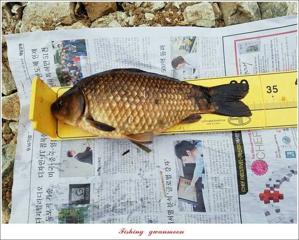 매전지화곡지 조황 (조황조행기 - 특파원조황)