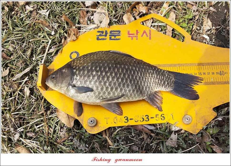 매전지 월척충주호 좌대노지 현황 (조황조행기 - 특파원조황)