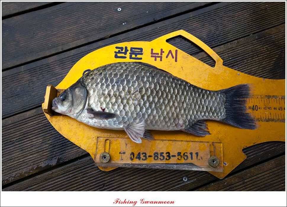 병호 사짜 윤 사짜 (조황조행기 - 특파원조황)