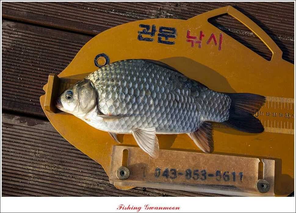 병호돌감한버들 월척 (조황조행기 - 특파원조황)