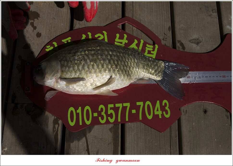 신리 46cm41cm병호 41cm돌감 40 cm (조황조행기 - 특파원조황)