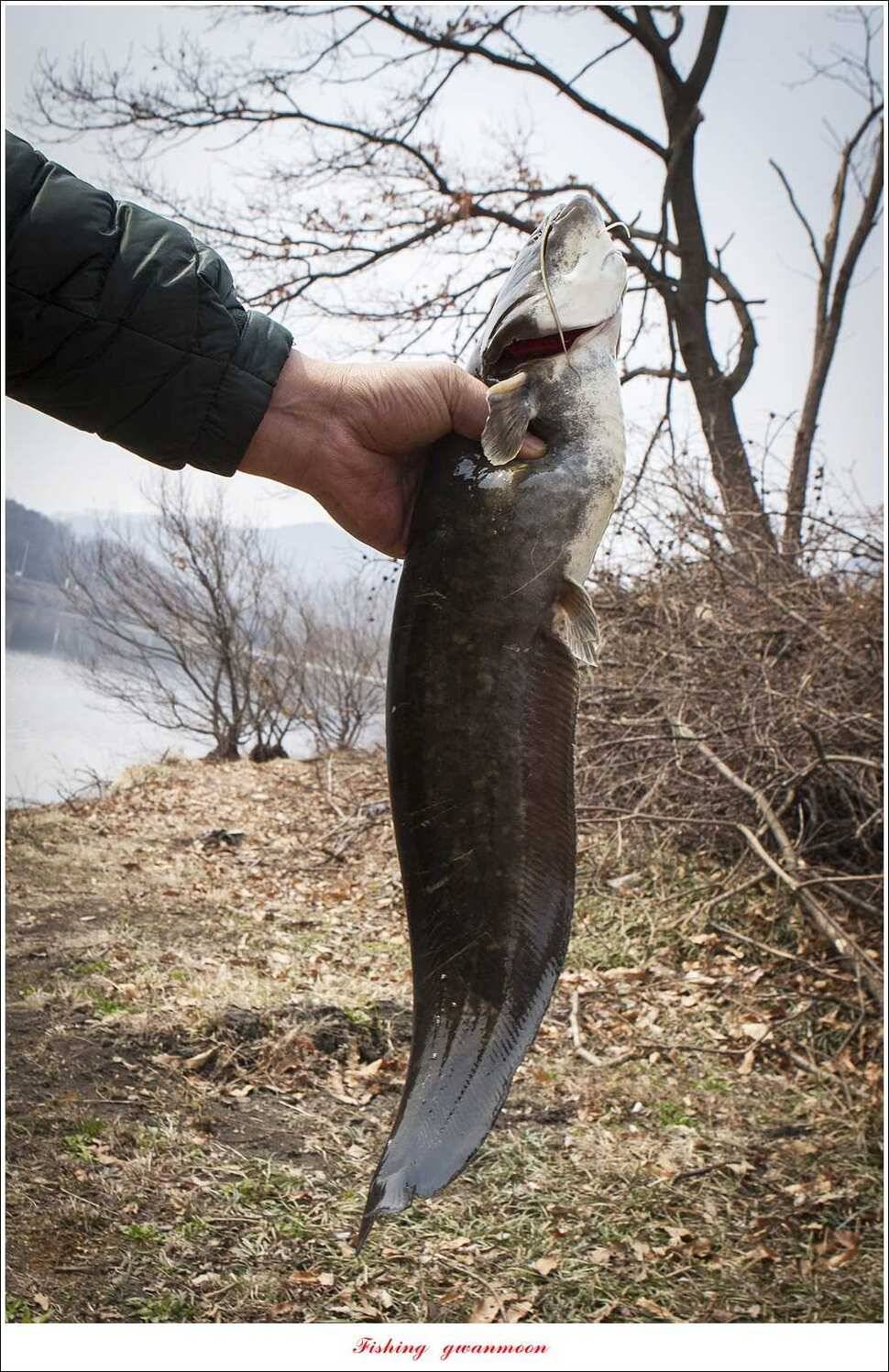 매전지 월척충주호 좌대노지 현황 (조황조행기 - 특파원조황)