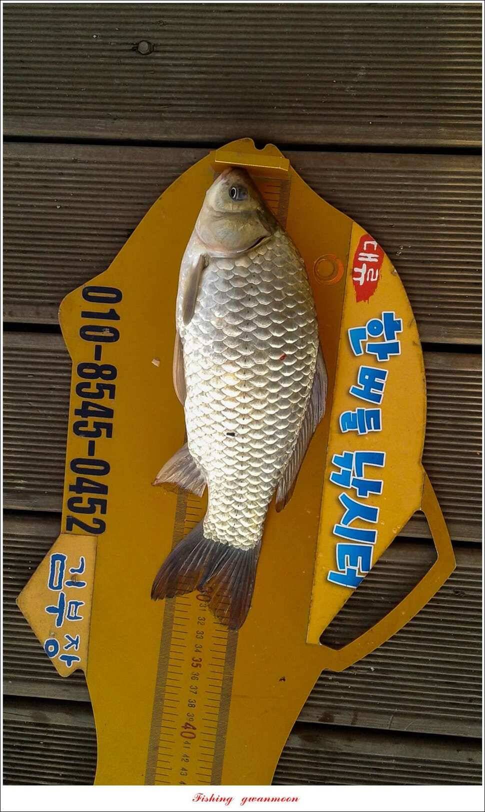제일 385 cm38 cm신매 35 cm한버들 월척 조황 (조황조행기 - 특파원조황)