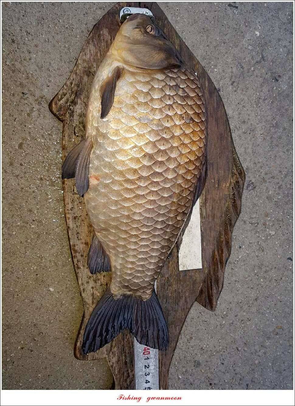 실리곡 사짜화곡지 사짜한버들 38cm 조황 (조황조행기 - 특파원조황)