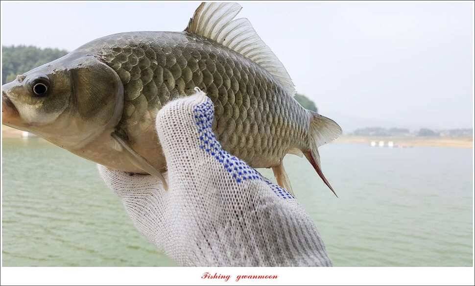 신매 42 cm 외 충주호 조황 (조황조행기 - 특파원조황)