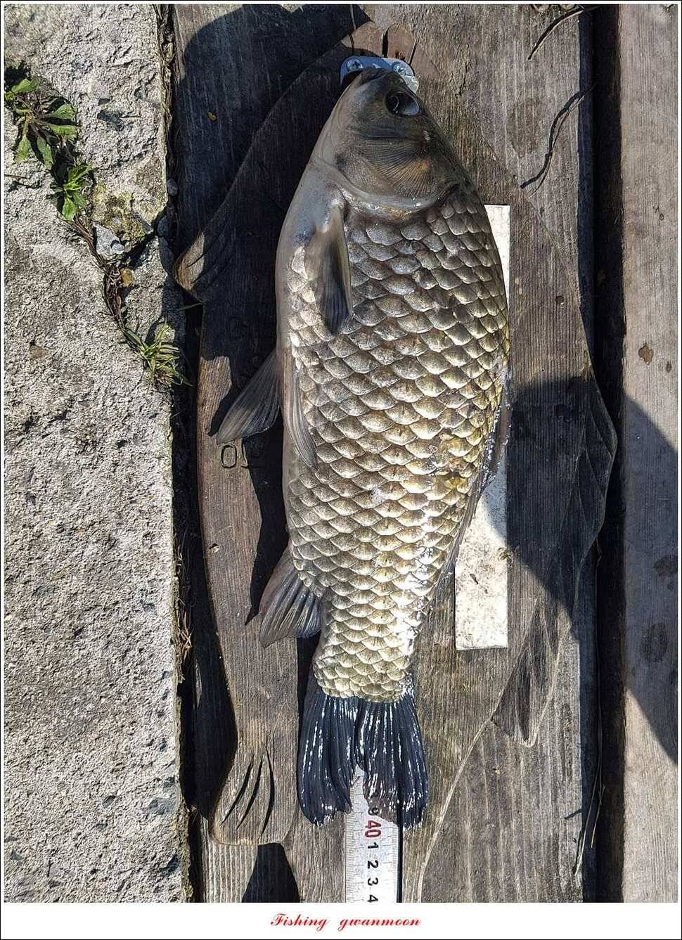 돌감 40 cm40 cm신리 42 cm 화곡지 사짜 조황 (조황조행기 - 특파원조황)