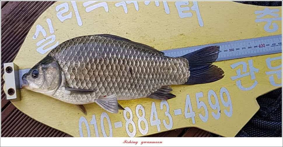 돌감서유석신리실리곡화곡지 조황 (조황조행기 - 특파원조황)