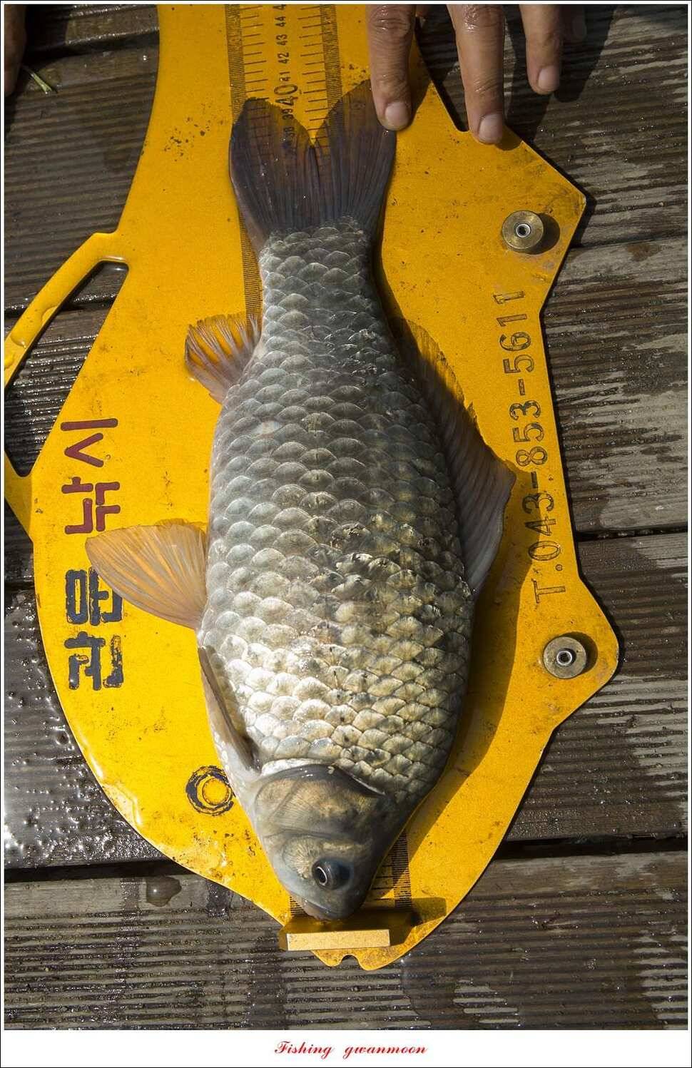 한버들 45 cm 외 사짜사짜 대박 (조황조행기 - 특파원조황)