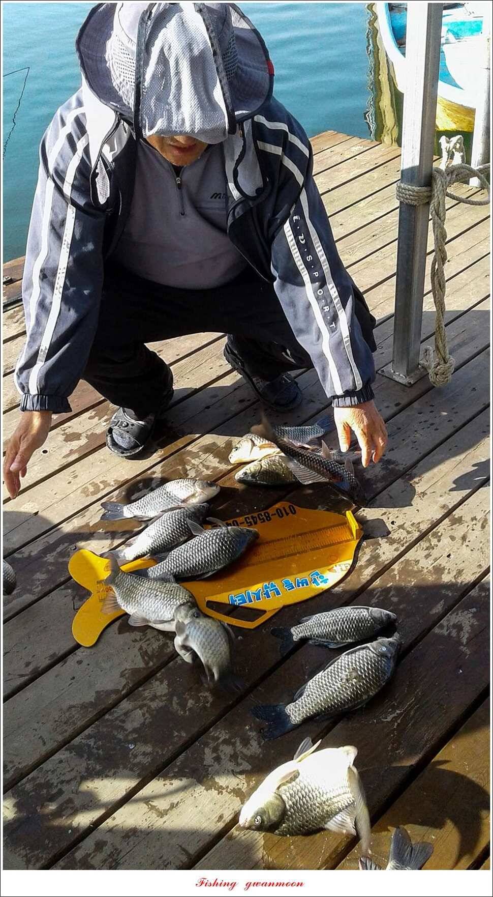 신매 38 cm한버들 39 cm 대물과 마릿수 월척 조황 (조황조행기 - 특파원조황)