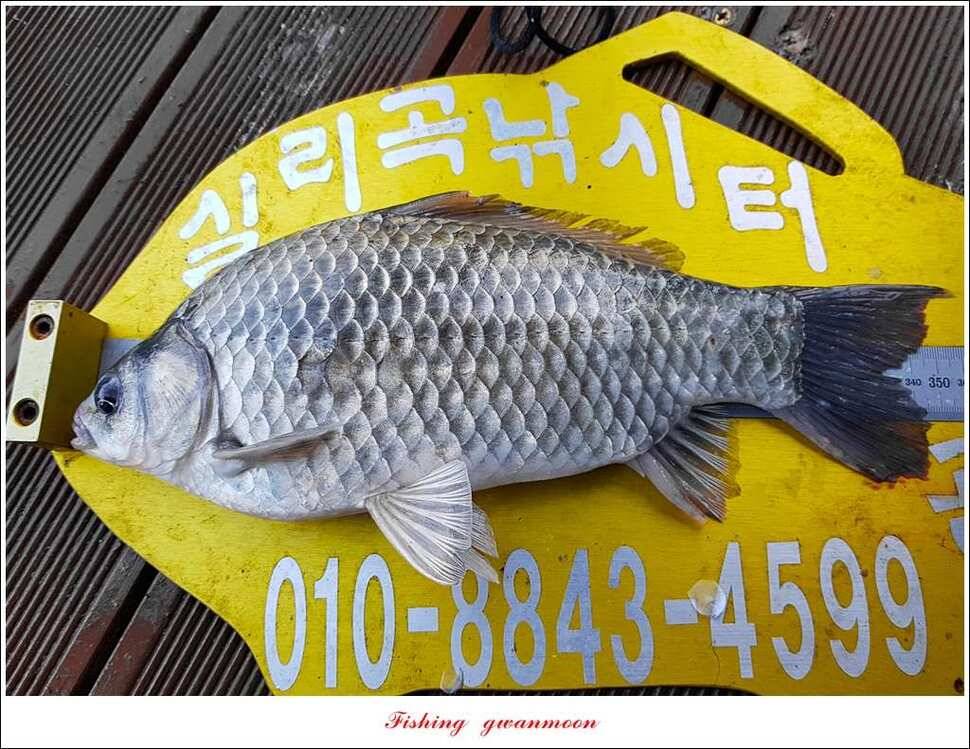 늘푸른실리곡 허리급 월척 (조황조행기 - 특파원조황)