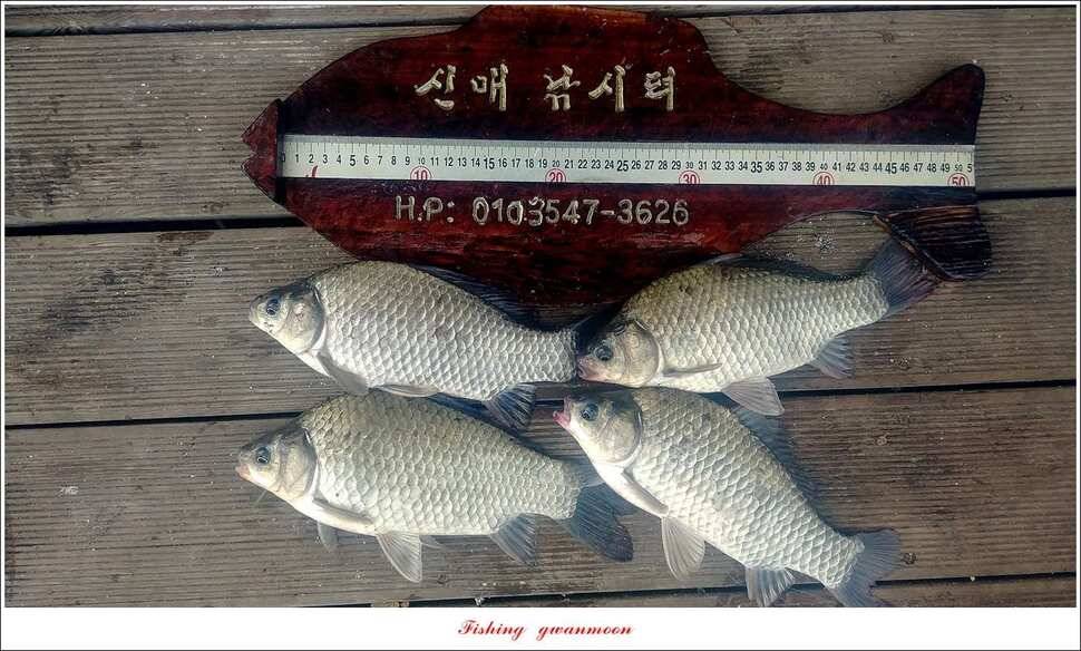 화곡지신매 월척 조황 (조황조행기 - 특파원조황)