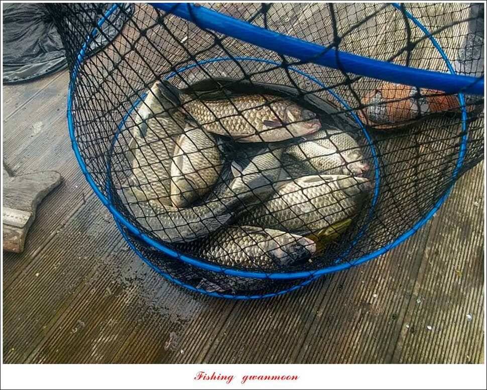 신매 415 cm돌감 41 cm대물 조황 (조황조행기 - 특파원조황)