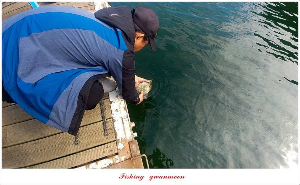 신매실리곡한버들 월척 조황 (조황조행기 - 특파원조황)