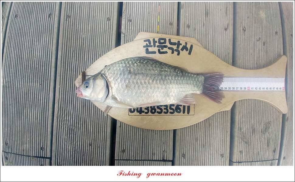 청풍 신리 44 cm 및 마릿수 월척 신매 월척 조황 (조황조행기 - 특파원조황)