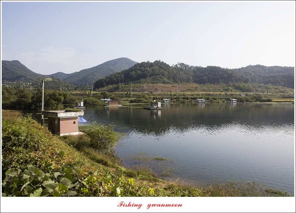 신매한버들화곡지 월척 조황 (조황조행기 - 특파원조황)