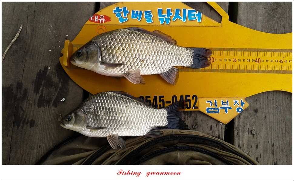 늘푸른실리곡한버들 월척 조황 (조황조행기 - 특파원조황)