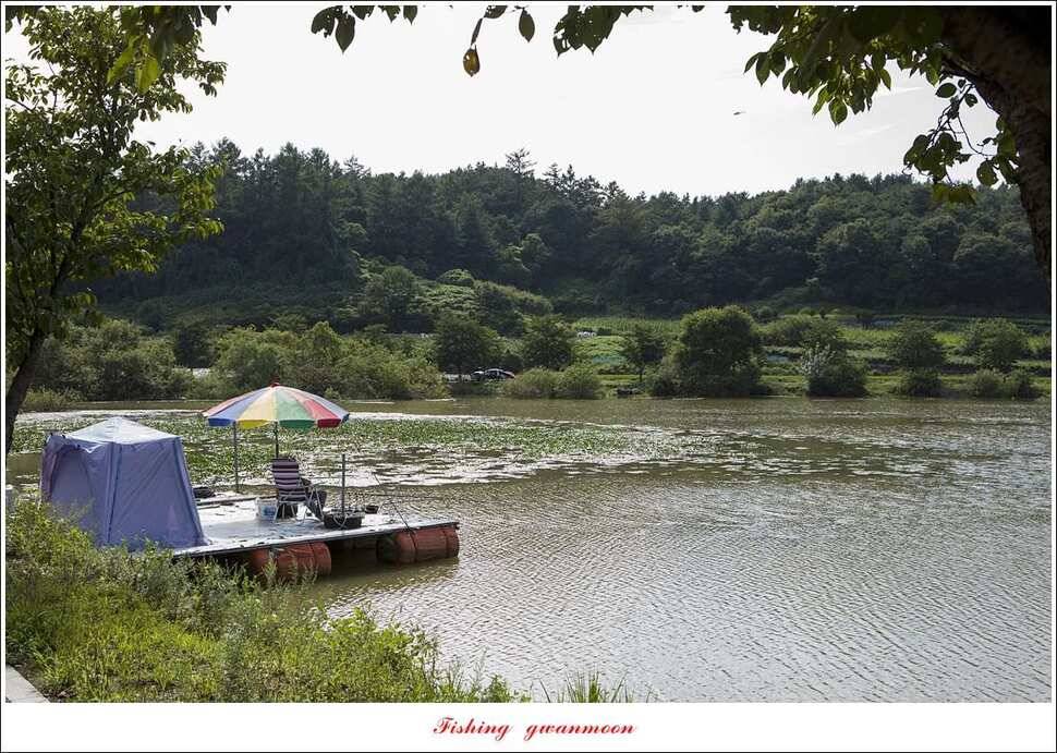 청풍 신리 사짜 및 마릿수 월척칠성지 월척 조황 (조황조행기 - 특파원조황)