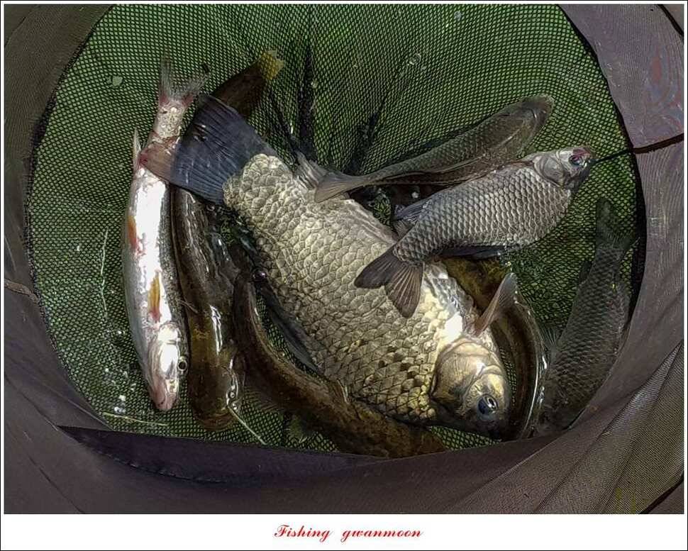 신리 46cm41cm병호 41cm돌감 40 cm (조황조행기 - 특파원조황)