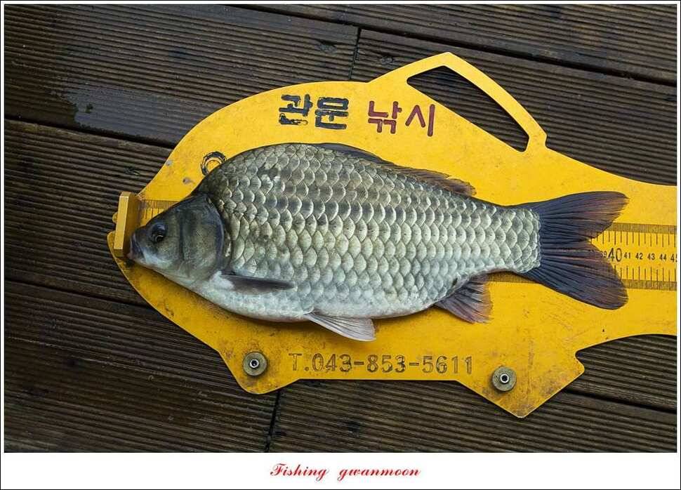 윤 낚시터 41 cm 늘푸른 16 kg 장어실리곡 37 cm한버들 월척 조황 (조황조행기 - 특파원조황)