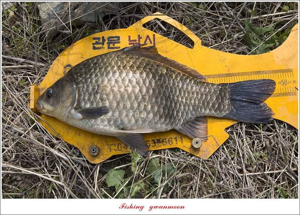 신매 사짜추평지 483 cm (조황조행기 - 특파원조황)