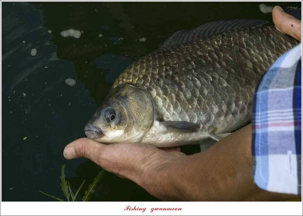 신리 46cm41cm병호 41cm돌감 40 cm (조황조행기 - 특파원조황)