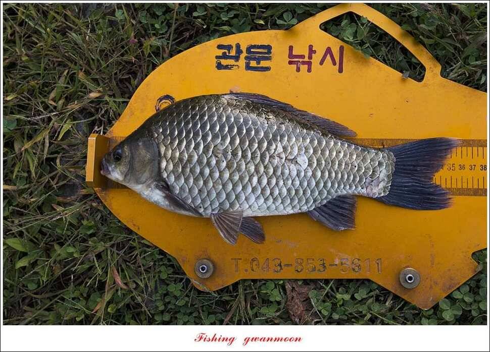 신매 사짜매전지 대물한버들 월척 조황 (조황조행기 - 특파원조황)