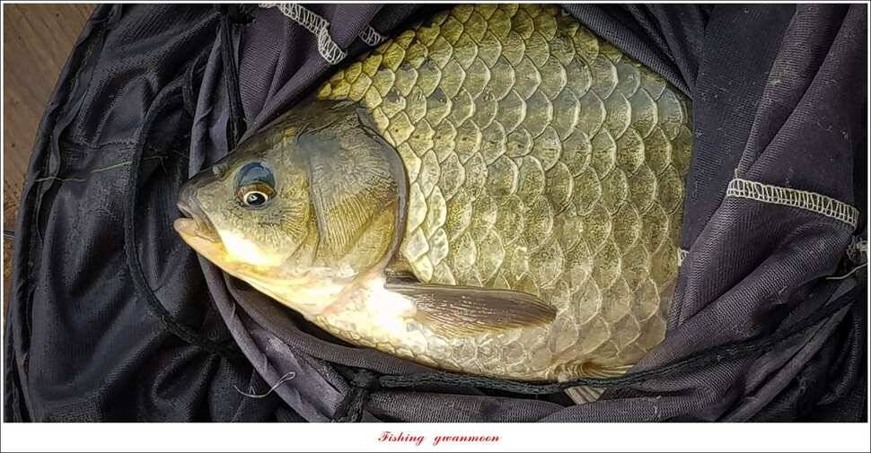 실리곡 낚시터 38 cm 및 월척 조황 (조황조행기 - 특파원조황)