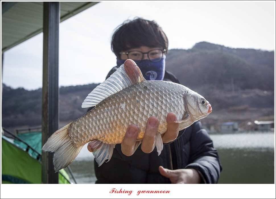 충주호 첫 붕어달천강 월척 (조황조행기 - 특파원조황)