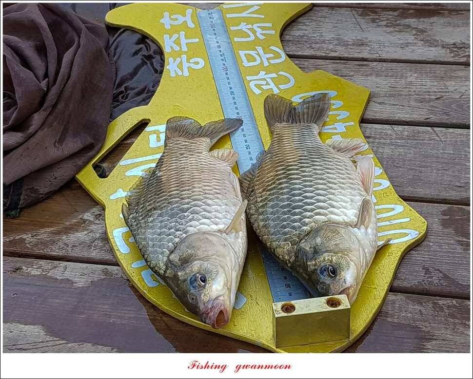 한버들 405cm40cm칠성지 43 cm실리곡 마릿수 월척 (조황조행기 - 특파원조황)