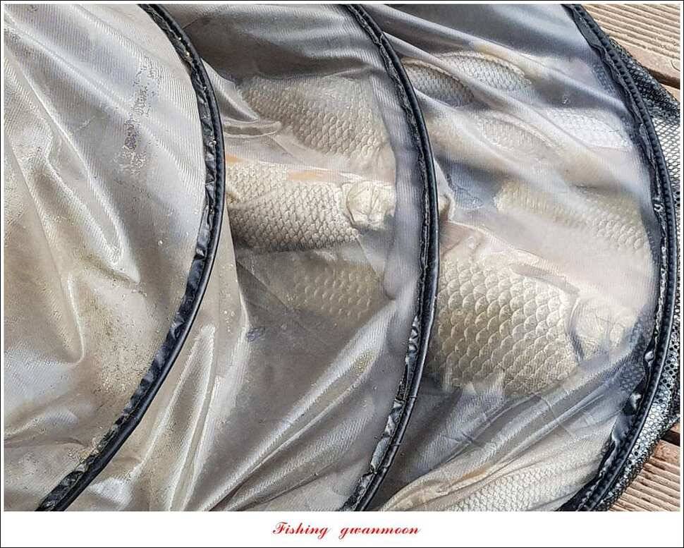 병호 대물 장어신매실리곡 월척 조황 (조황조행기 - 특파원조황)