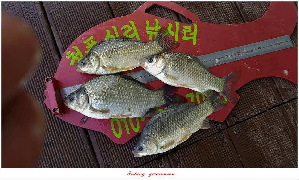 칠성지화곡지서유석 장어실리곡신리 월척 및 마릿수 조황 (조황조행기 - 특파원조황)