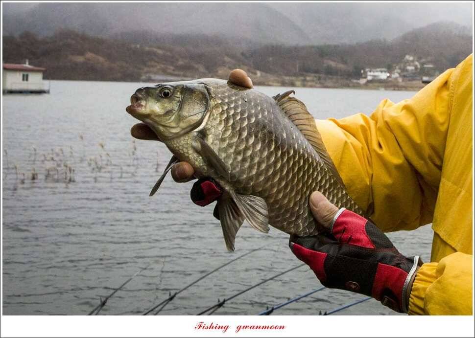 제일 385 cm37 cm 월척 조황 (조황조행기 - 특파원조황)