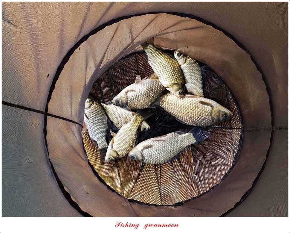 한버들실리곡매전지 조황 (조황조행기 - 특파원조황)