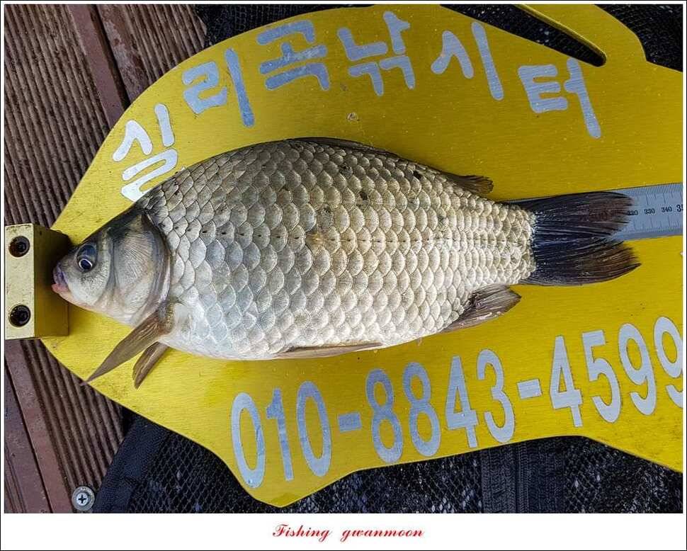 신매 42 cm 돌감 허리급한버들실리곡달천강 월척 조황 (조황조행기 - 특파원조황)