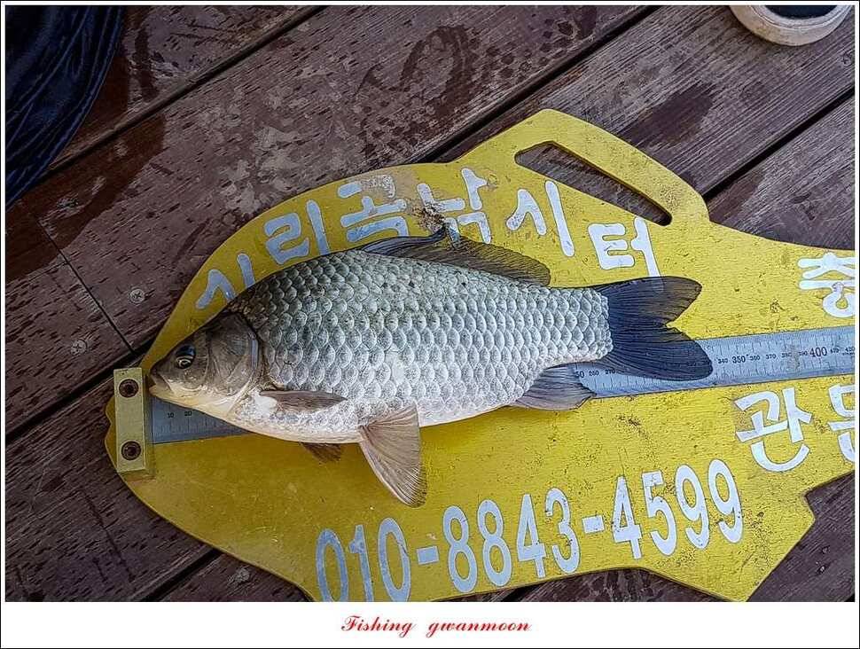 실리곡화곡지달천강 마릿수 월척외 조황 (조황조행기 - 특파원조황)