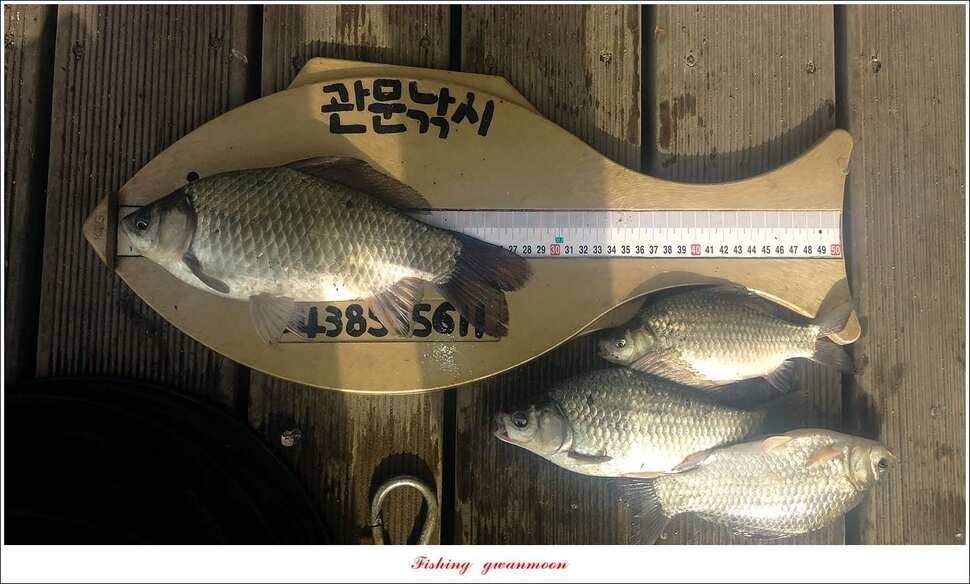 신매돌감화곡지 월척 조황 (조황조행기 - 특파원조황)
