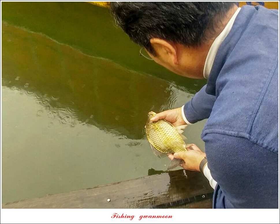 추평지 504 cm485 cm화곡지돌감실리곡 조황 (조황조행기 - 특파원조황)