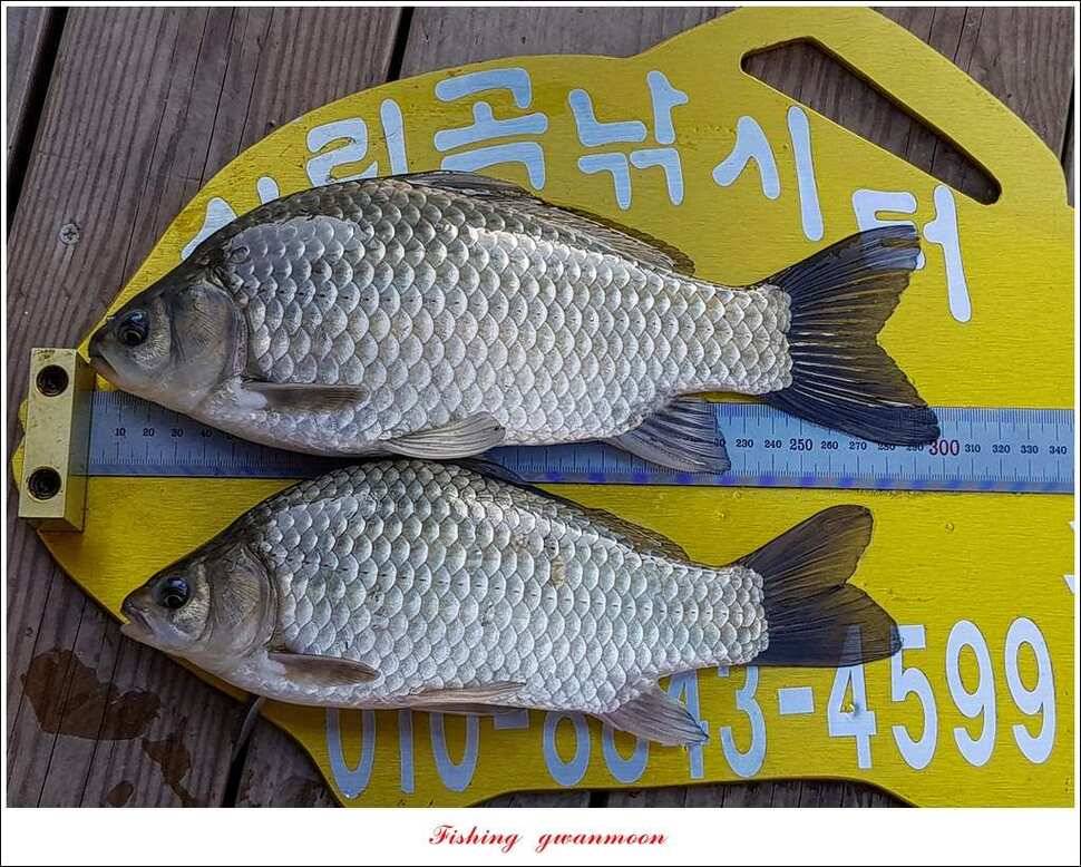한버들실리곡 월척 조황 (조황조행기 - 특파원조황)