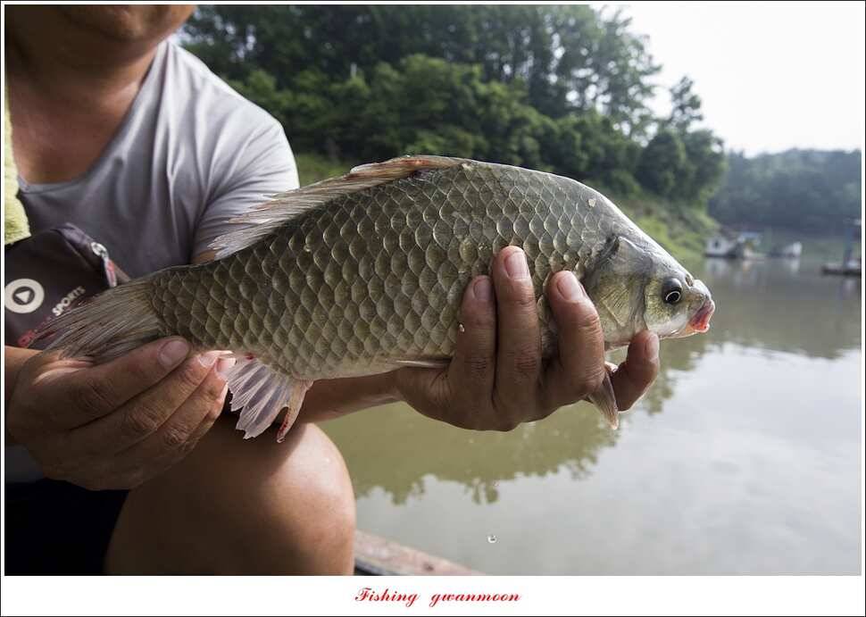 신매 42 cm 혹부리 대물돌감신리실리곡 월척 조황 (조황조행기 - 특파원조황)