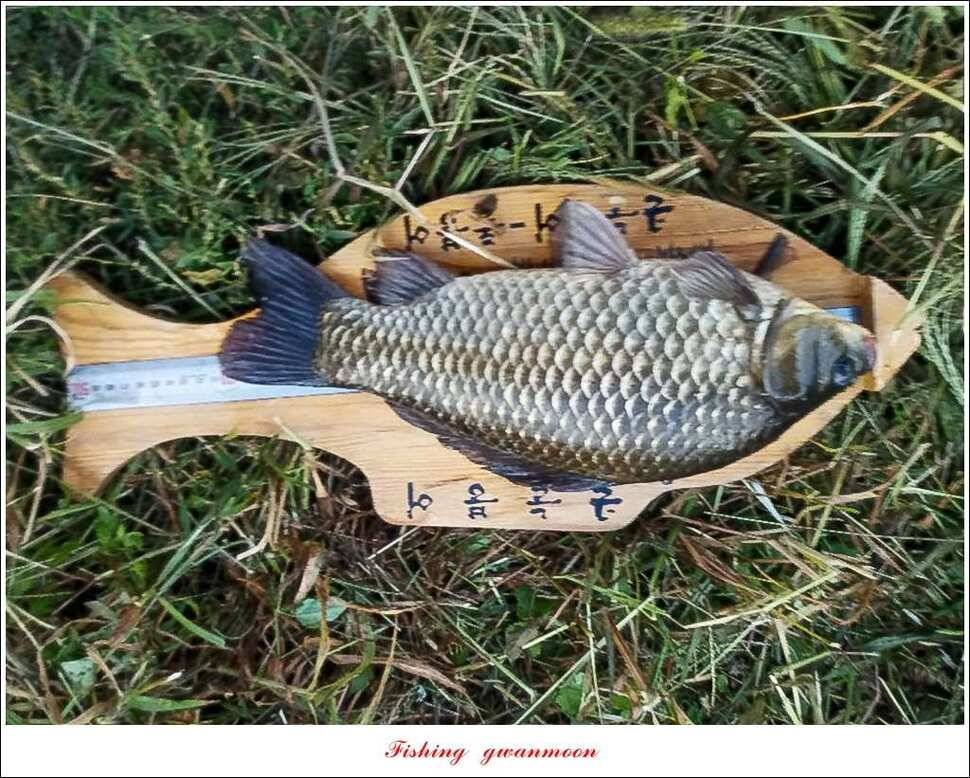 돌감늘푸른달천강 조황 및 소류지 사짜 (조황조행기 - 특파원조황)