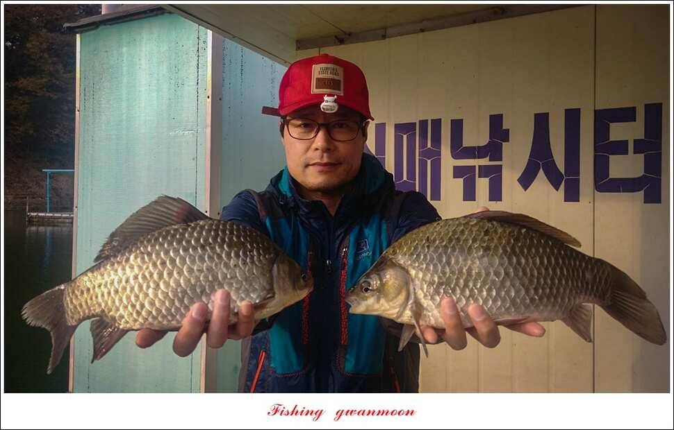 신매 허리급실리곡한버들 월척 및 마릿수 조황 (조황조행기 - 특파원조황)