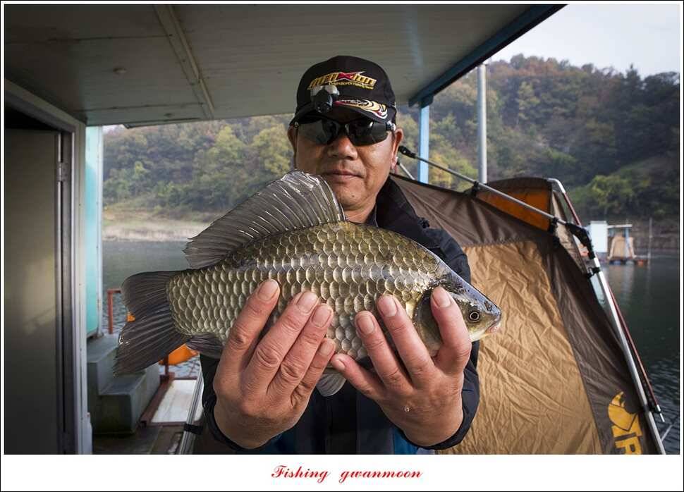 신매실리곡한버들 월척 조황 (조황조행기 - 특파원조황)