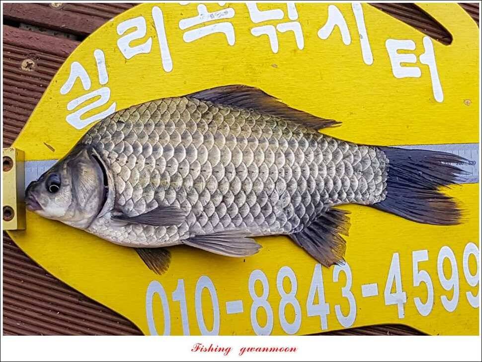 신매실리곡한버들 월척 조황 (조황조행기 - 특파원조황)